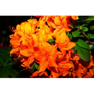 Azalka veľkokvetá (Azalea Mollis) ´GIBRALTAR´ - výška 40-60 cm, kont. C1L